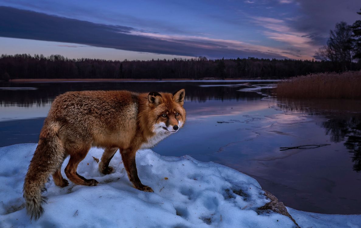brown fox on snow covered ground during daytime