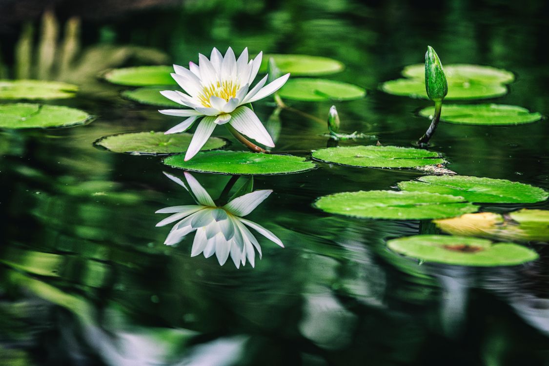 white lotus flower in bloom during daytime
