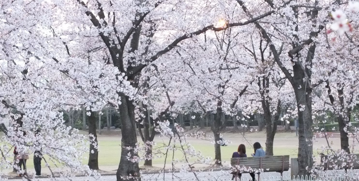 Les Gens Assis Sur un Banc Sous un Arbre de Fleurs de Cerisier Blanc Pendant la Journée. Wallpaper in 3264x1649 Resolution