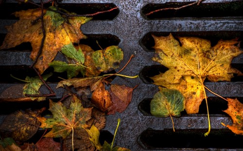 Image green and brown leaves on black concrete surface