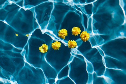 Image yellow and white flower on water