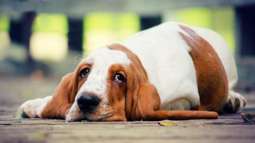 Image white and brown short coated dog