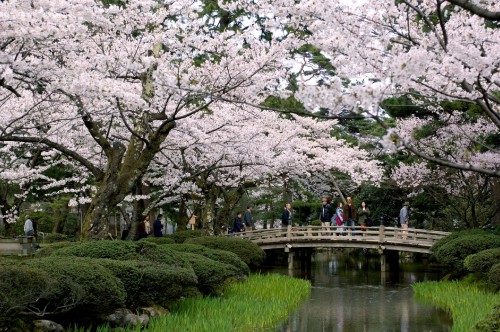 Image people walking on pathway between cherry blossom trees during daytime