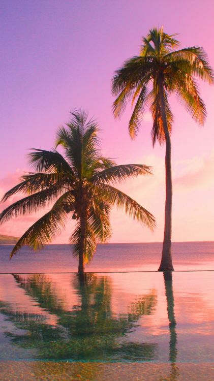 HD desktop wallpaper: Fiji, Nature, Sunset, Palms, Shore, Bank, Evening,  Hammock download free picture #89039