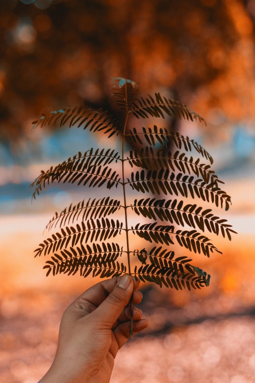 Image leaf, branch, fern, tree, plant