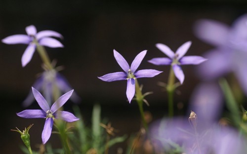 Image purple flower in tilt shift lens