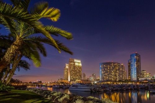 Image green palm tree near body of water during night time