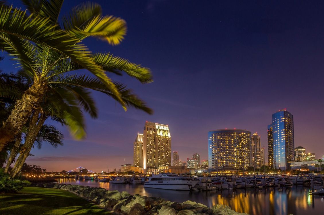 Grüne Palme in Der Nähe Von Gewässern Während Der Nacht Night. Wallpaper in 2560x1700 Resolution