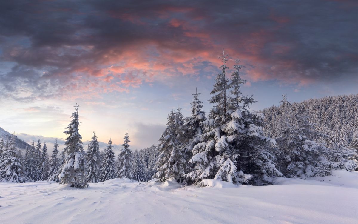 snow covered pine trees during sunset