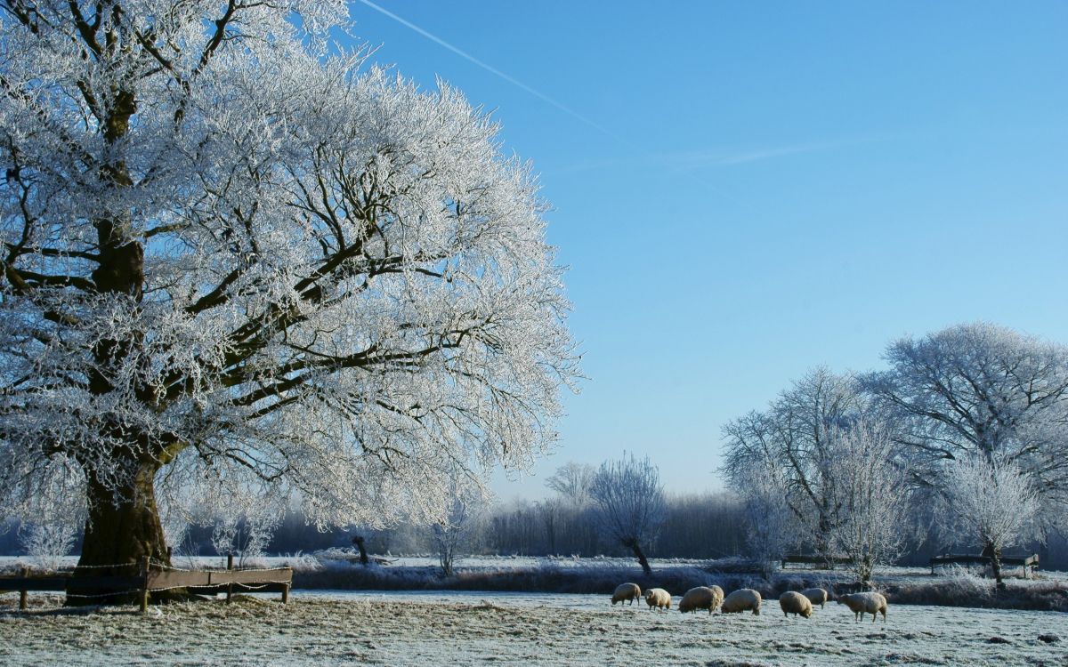 white trees near body of water during daytime