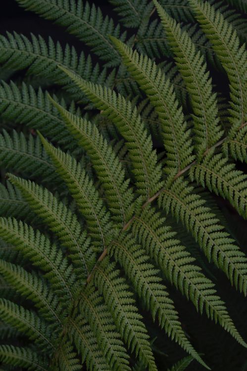 Fern, Leaf, Green, Vegetation, Terrestrial Plant. Wallpaper in 2787x4181 Resolution