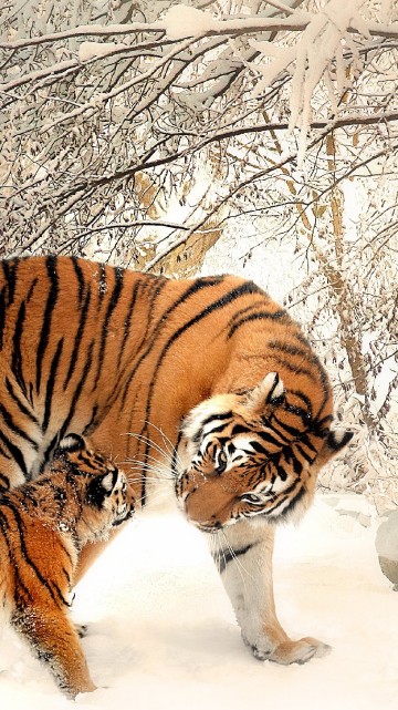 Image tiger walking on snow covered ground during daytime