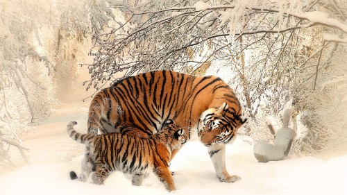 Image tiger walking on snow covered ground during daytime