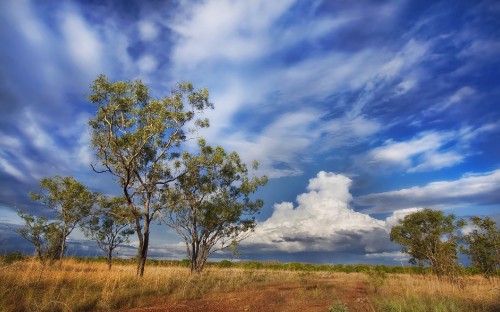 Image green tree on green grass field under white clouds and blue sky during daytime