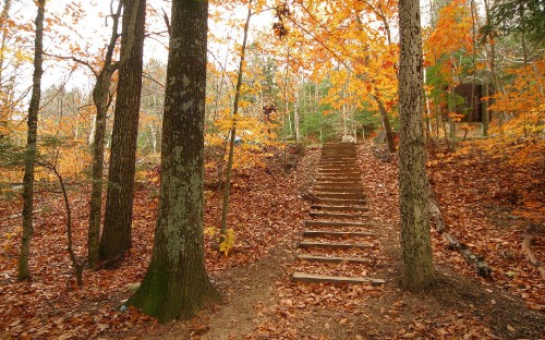 Image brown wooden staircase between trees during daytime