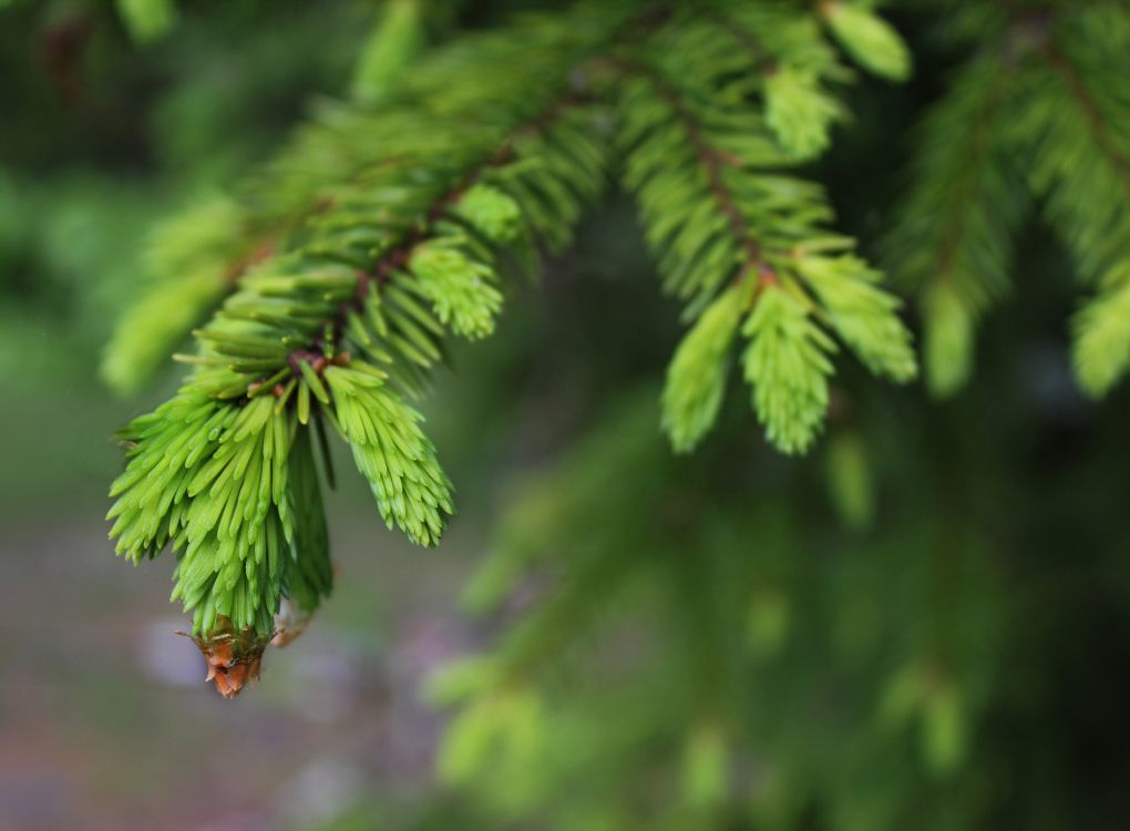 植被, 性质, 落叶松, 生态系统, 云杉 壁纸 4704x3456 允许
