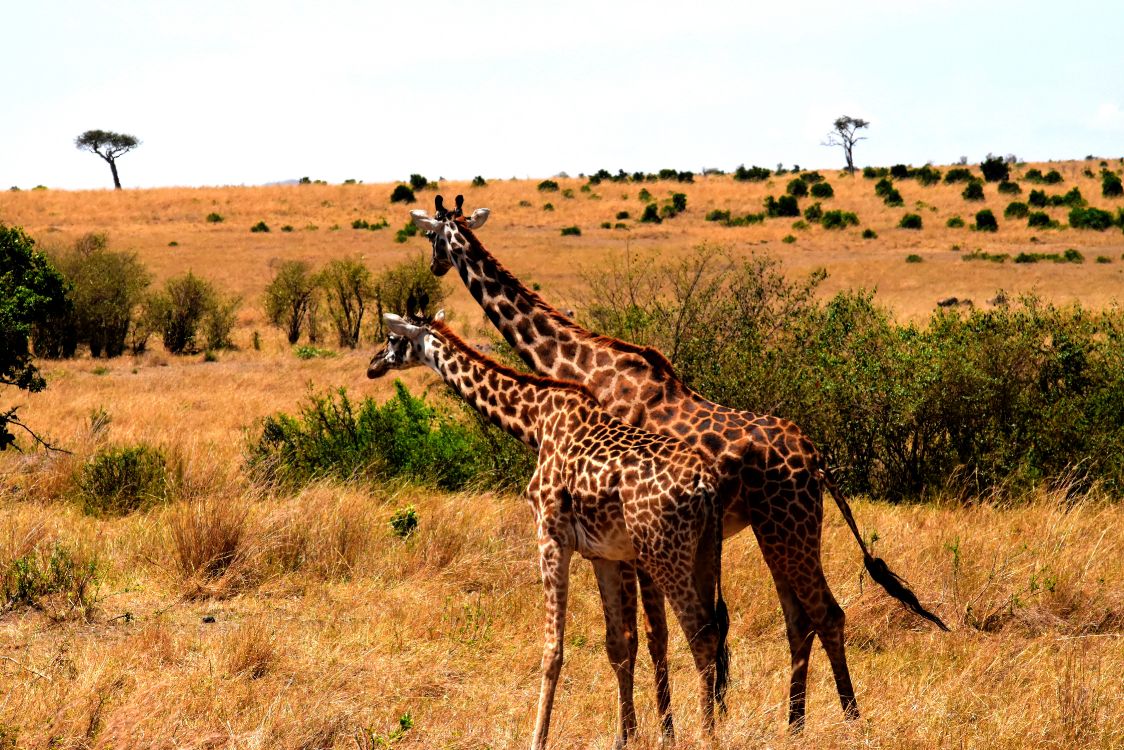 giraffe standing on brown grass field during daytime
