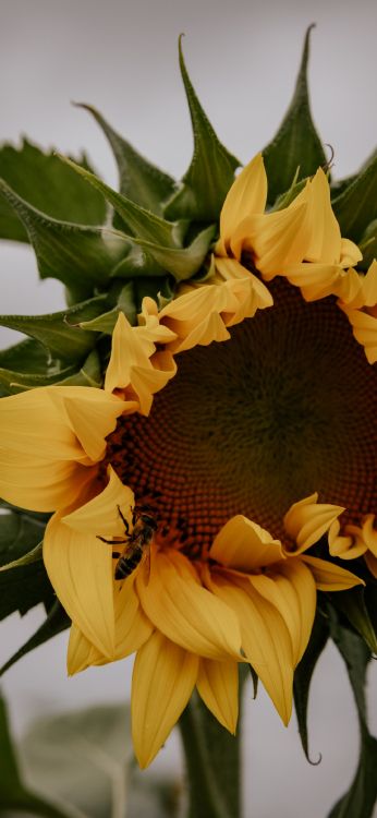 Sonnenblume, Blatt, Blütenblatt, Botanik, Gelb. Wallpaper in 1080x2340 Resolution