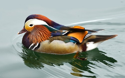 Image brown and white duck on water