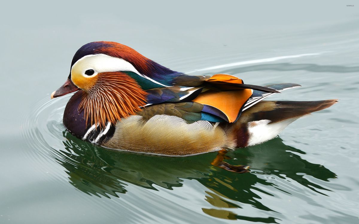 brown and white duck on water