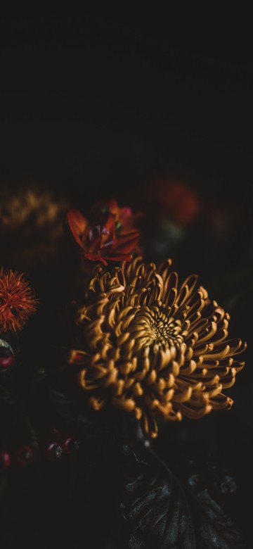 Image brown and red flower in close up photography