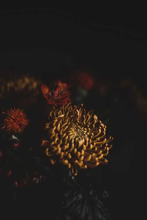 Fleur Brune et Rouge en Photographie Rapprochée. Wallpaper in 5304x7952 Resolution