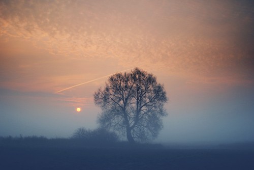 Image leafless tree under gray sky