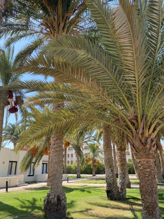 Palmas de Aceite, Babasú, Planta Leñosa, Planta Terrestre, la Floración de la Planta. Wallpaper in 1536x2048 Resolution