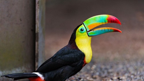 Image black yellow and red bird