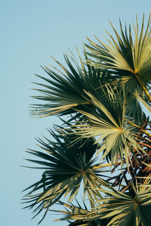 Image tree, borassus flabellifer, Sabal palmetto, vegetation, plant