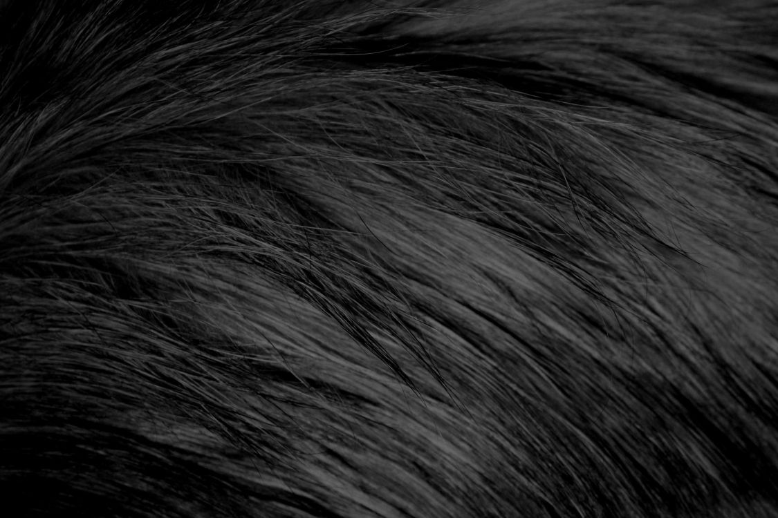 Schwarzes Und Weißes Menschliches Haar. Wallpaper in 2850x1900 Resolution