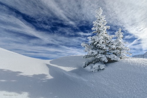 Image snow covered tree on snow covered field under blue sky and white clouds during daytime