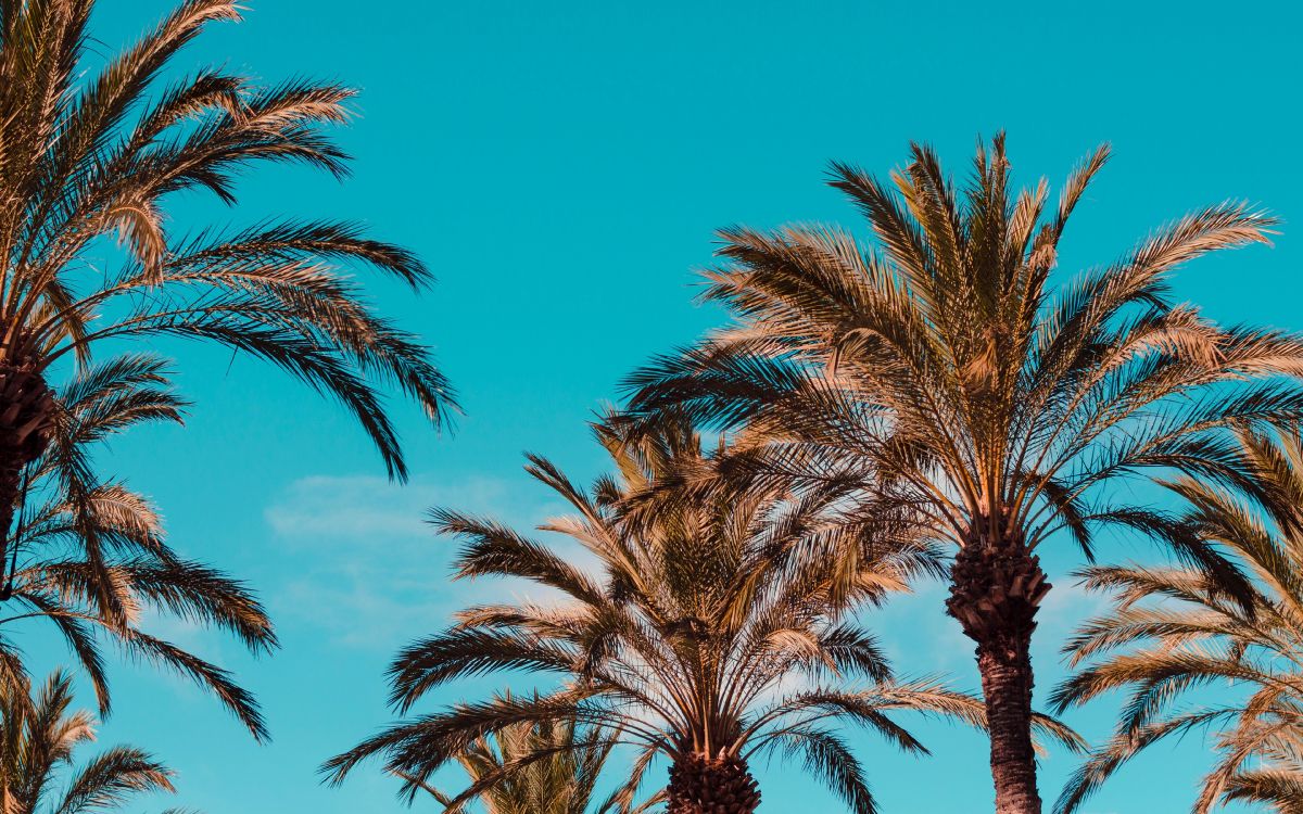 Palmen Unter Blauem Himmel Tagsüber. Wallpaper in 3840x2400 Resolution