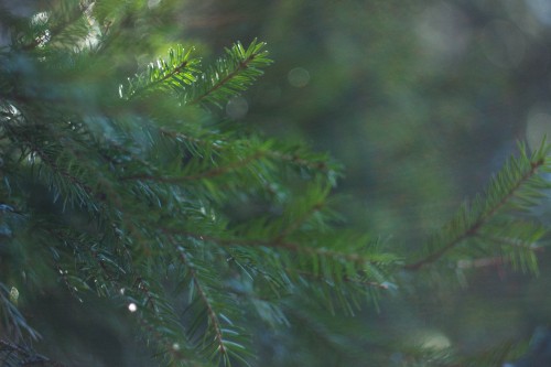 Image green pine tree in close up photography