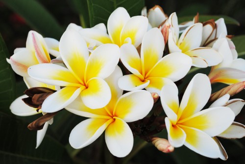 Image white and yellow flower in close up photography