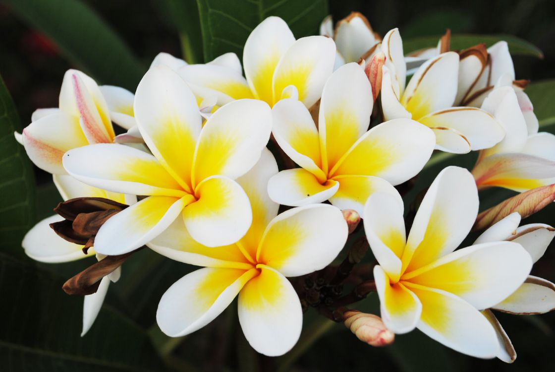 White and Yellow Flower in Close up Photography. Wallpaper in 3872x2592 Resolution