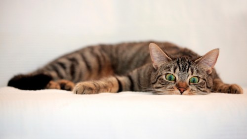 Image brown tabby cat lying on white textile