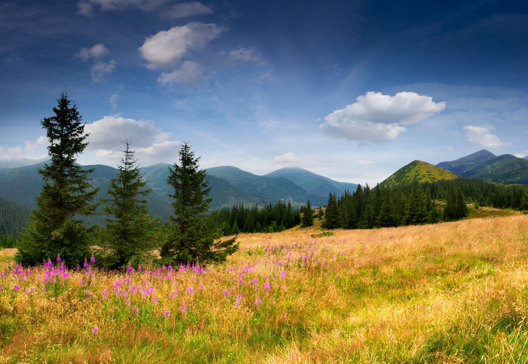 green trees on green grass field under blue sky during daytime