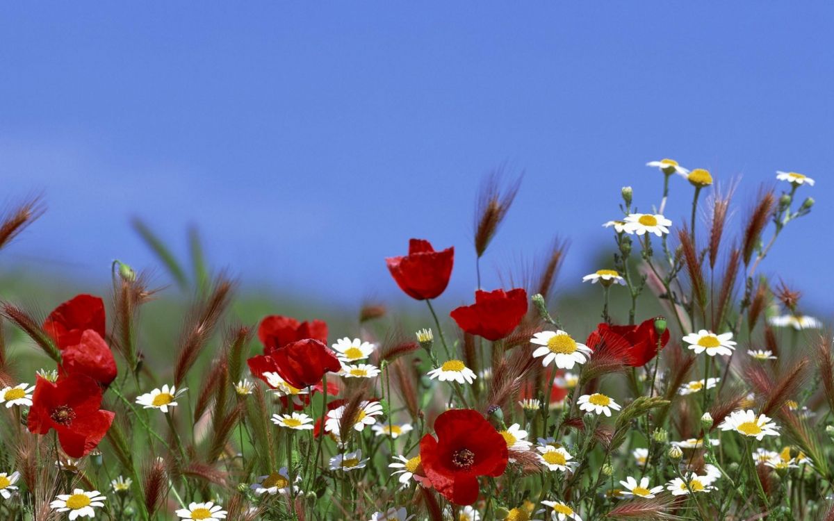 Flores Rojas y Blancas Bajo un Cielo Azul Durante el Día.. Wallpaper in 1920x1200 Resolution