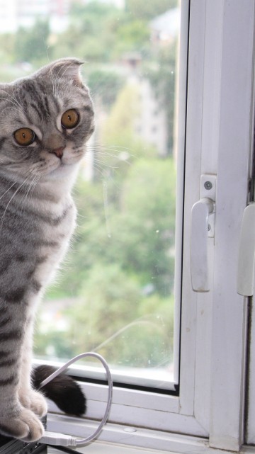 Image brown tabby cat looking out the window