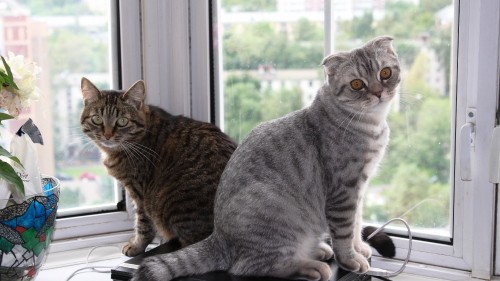 Image brown tabby cat looking out the window