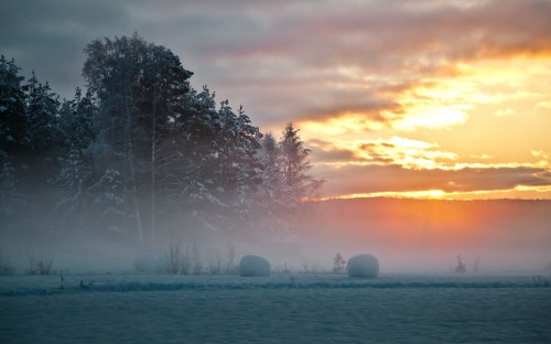 Image trees and grass covered field during sunset