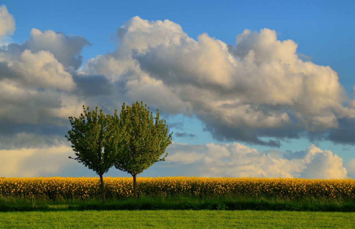 Arbre Vert Sur Terrain D'herbe Verte Sous Des Nuages Blancs et Ciel Bleu Pendant la Journée. Wallpaper in 5898x3804 Resolution