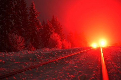 Image pine trees covered with snow during night time