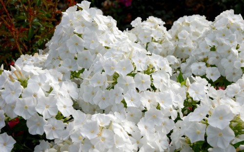 Image white flowers with green leaves