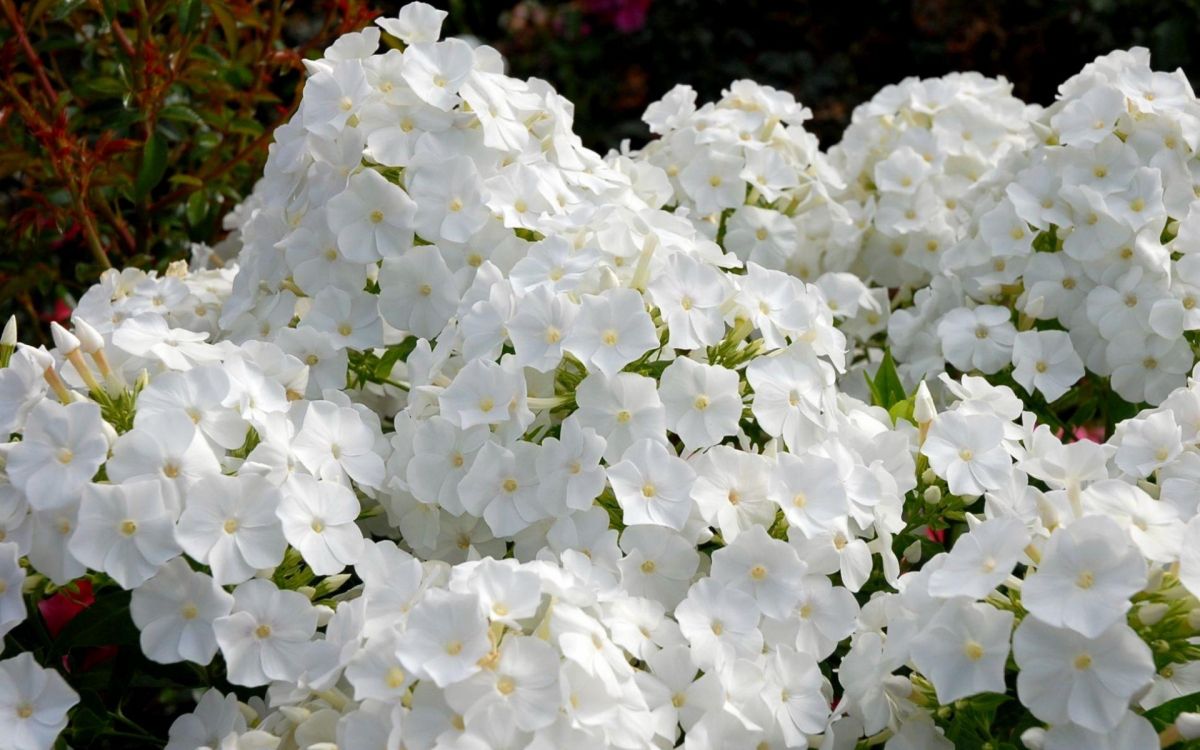 white flowers with green leaves