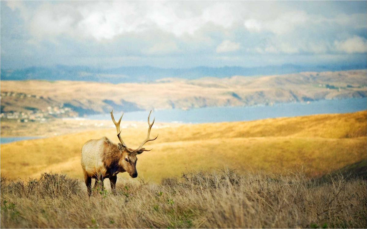 Brown Deer on Brown Grass Field During Daytime. Wallpaper in 1922x1202 Resolution