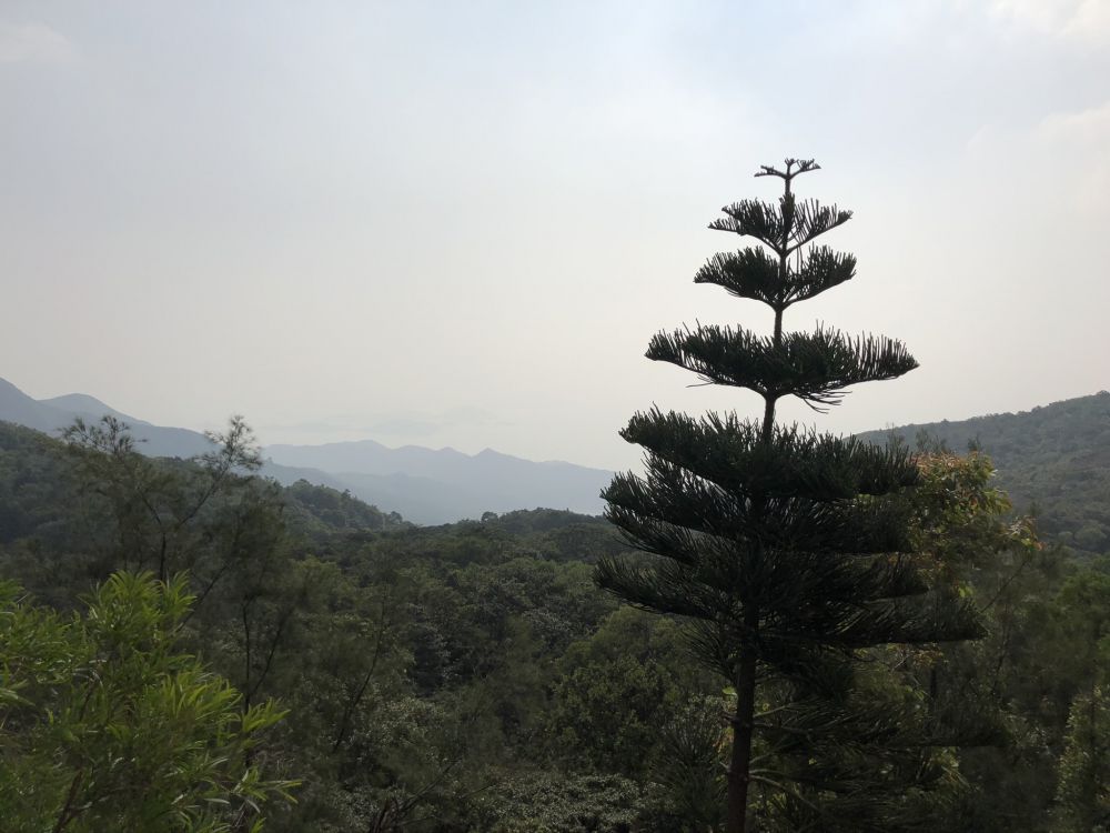 植被, 植物群, 森林, 生态区, 荒野 壁纸 2048x1536 允许