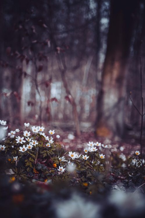 Mais le Plan et Les Plans D'allah, Paysage Naturel, Rameau, Plante Terrestre, Pétale. Wallpaper in 2559x3840 Resolution