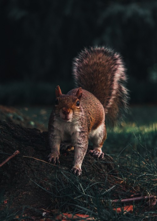 Image brown squirrel on green grass during daytime